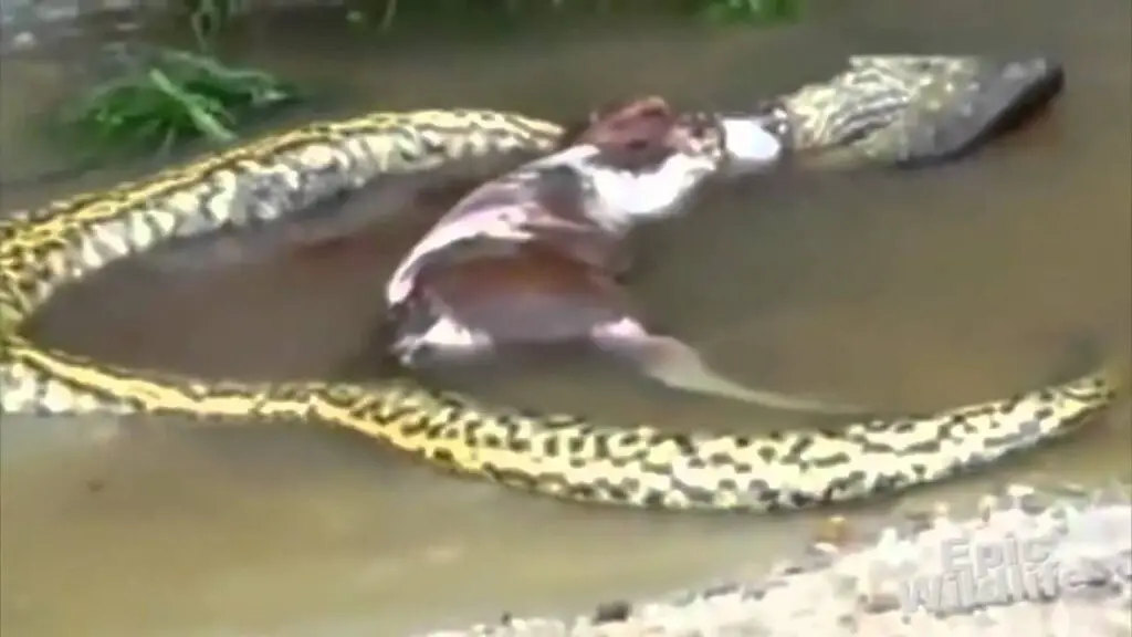 A Snake Catches A Bull