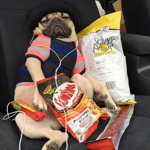 A Dog Listening To Music Surrounded By Snacks