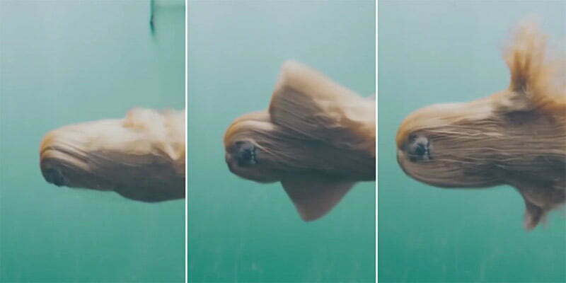 A New Breed Of Jellyfish