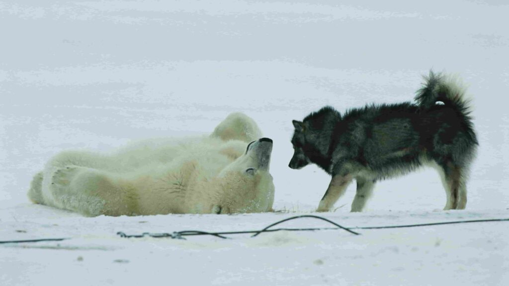 Polar Bear Plays With Huskies